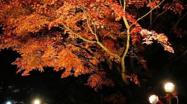 虹の郷　紅葉ライトアップ 紅葉,ライトアップ,秋の写真素材