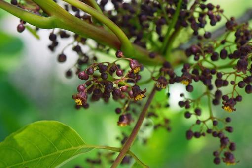 Photo, কানামেনোকি, anacardiaceae, গাছ, 