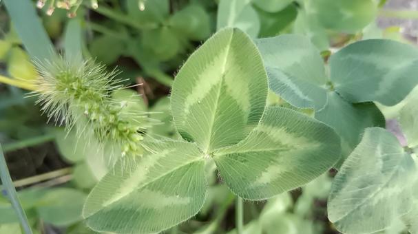 ムラサキツメクサ（アカツメクサ）の葉 ムラサキツメクサ,アカツメクサ,葉の写真素材