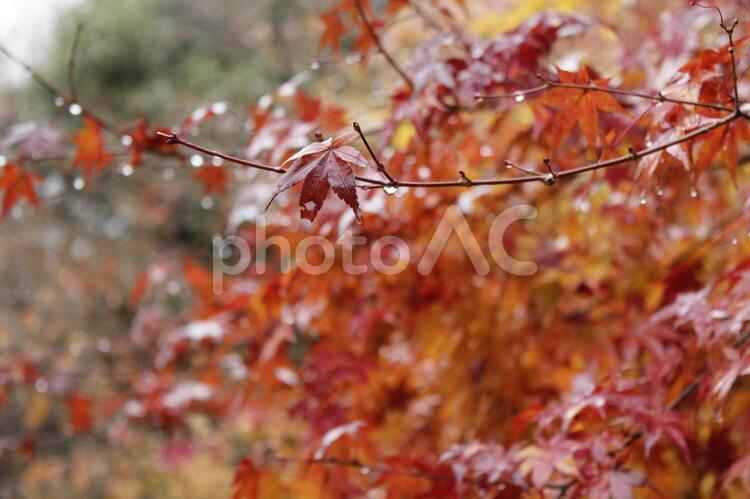 雨に濡れたモミジ モミジ,紅葉,もみじの写真素材