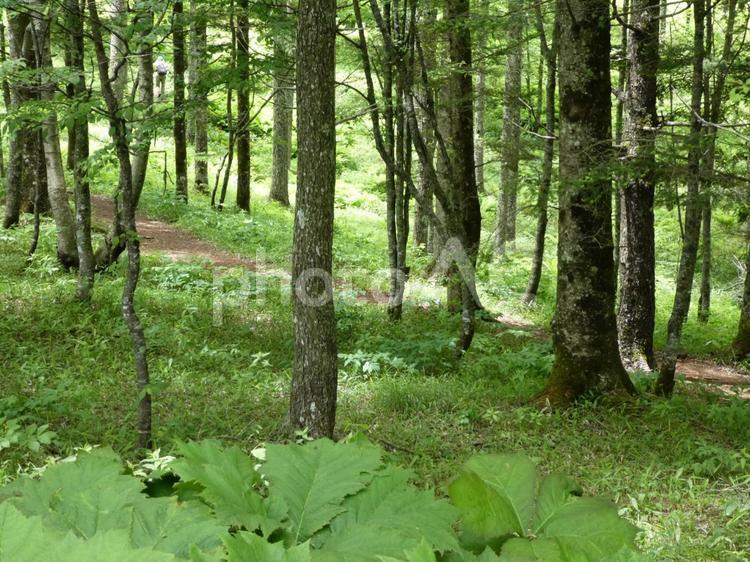 木々のすきまにて 木,草,葉っぱの写真素材