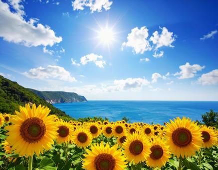 雲のある青空に太陽の下、海とひまわり 雲のある青空に太陽の下、海とひまわりの写真
