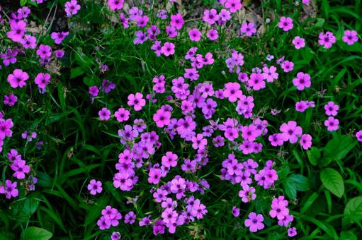 Photo, imokatami, potato field (furrows), flower, 