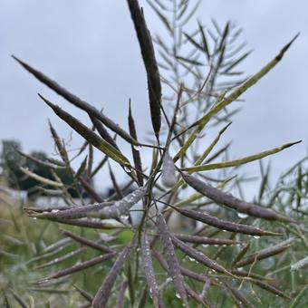 Photo, sky, rain, plant, 