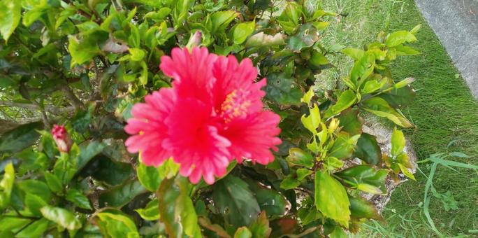 ハイビスカスの花2 ハイビスカスの花2の写真