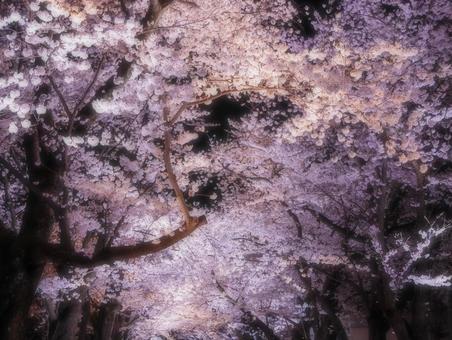 夜桜 夜桜 夜桜,桜,さくらの写真素材