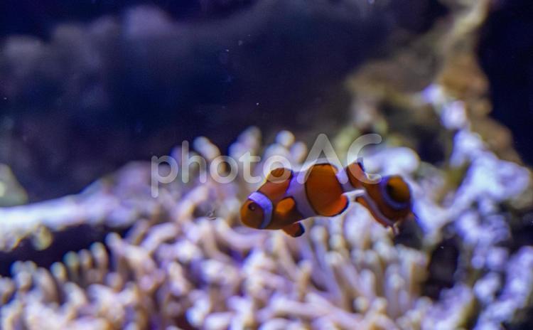 水槽を泳ぐカクレクマノミ カクレクマノミ,仙台うみの杜水族館,水族館の写真素材