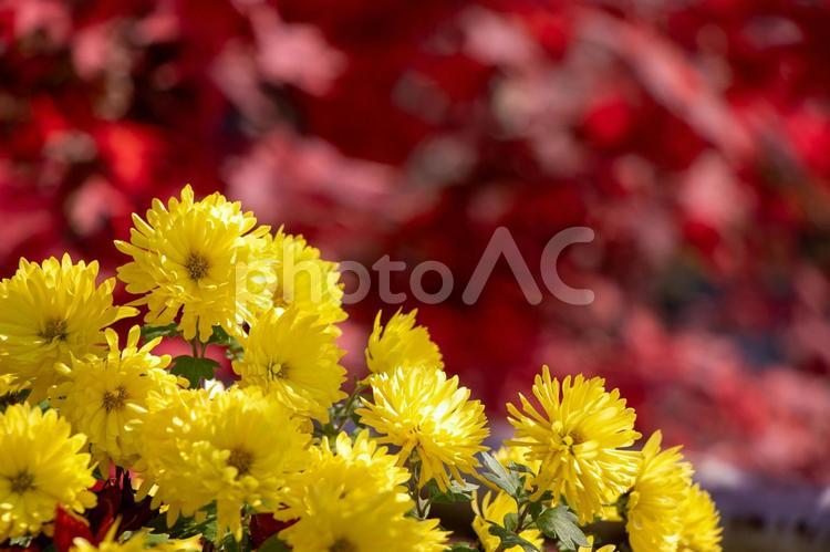 黄色の小菊1（11月撮影） 小菊,菊,黄色の写真素材