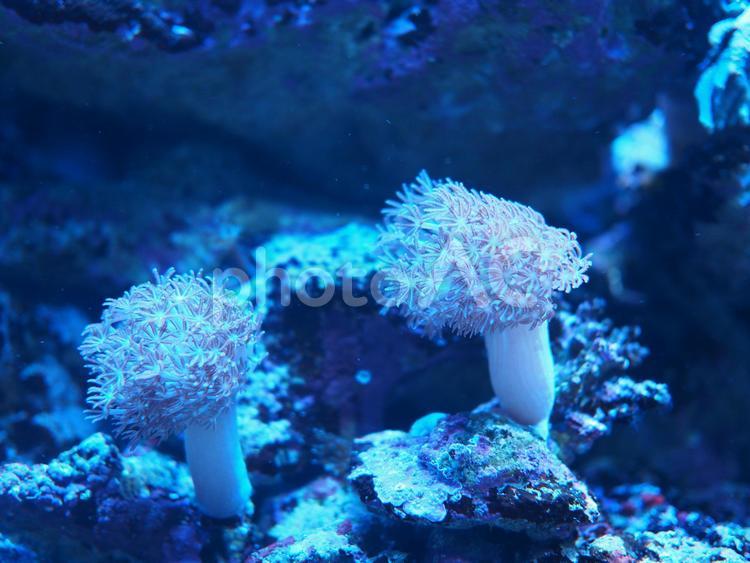 水族館　水槽の中 水族館,イソギンチャク,生き物の写真素材
