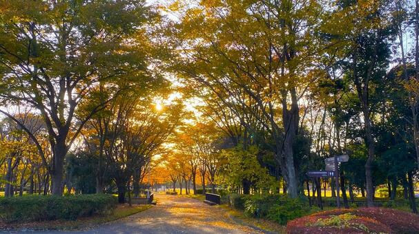 紅葉の北部公園（金沢） 紅葉,秋,公園の写真素材