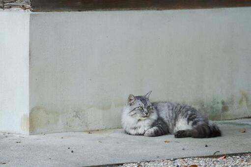 サバ白猫 猫,野良猫,サバ白の写真素材