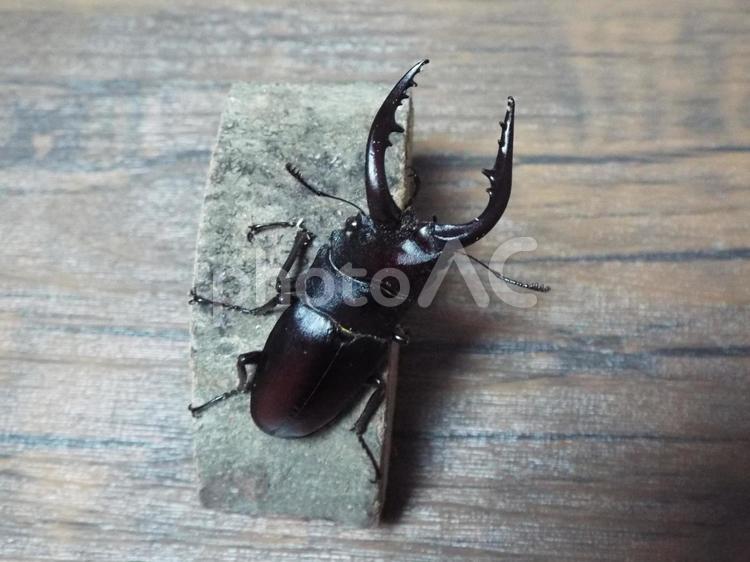 今年初のかっこいいノコギリクワガタ☺ ノコギリクワガタ,クワガタ,昆虫の写真素材