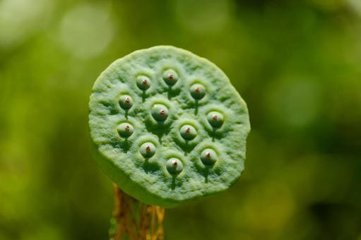 夏の陽射しに輝く蓮の花托 夏の陽射しに輝く蓮の花托 蓮,花托,種の写真素材