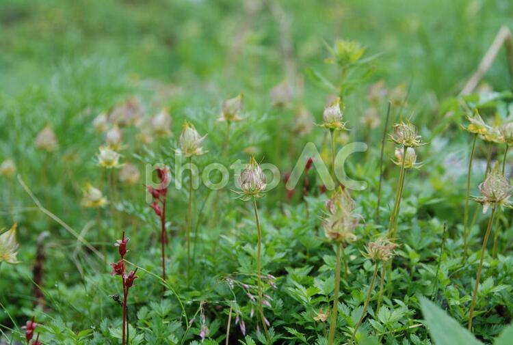 高山植物　チングルマ（実）　中央アルプス駒ヶ岳 チングルマ,駒ヶ岳,高山植物の写真素材