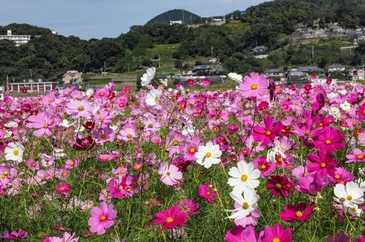 コスモス畑 コスモス,コスモス園,コスモス畑の写真素材