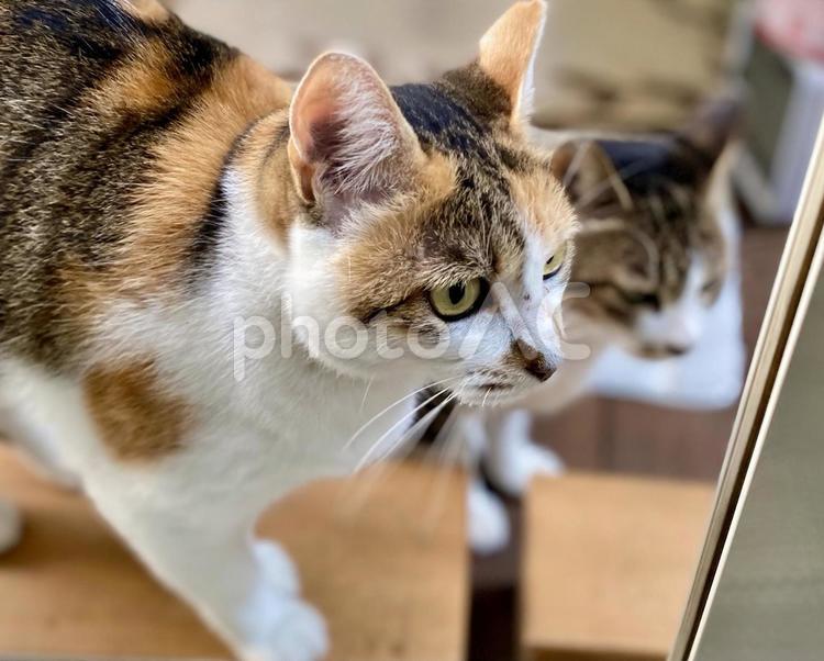 縞三毛猫さんの横顔 猫,屋外,シマミケの写真素材