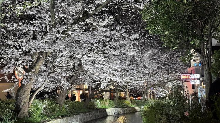 京都の桜並木4 京都,京都府,桜の写真素材