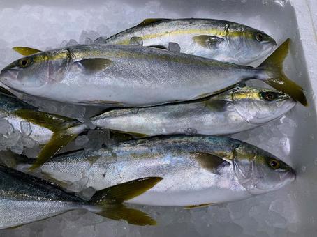 おいしそうなブリ 生鮮,とれたて,ごちそうの写真素材