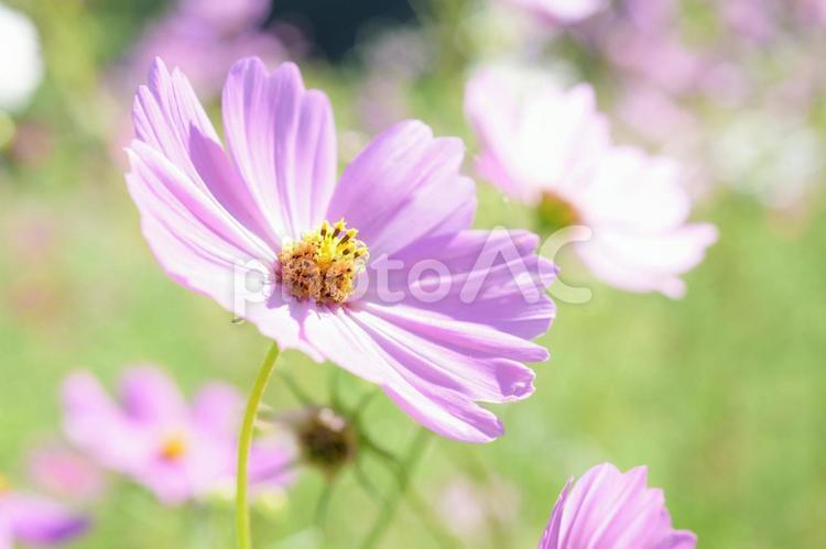 コスモス コスモス,秋桜,ピンクの写真素材
