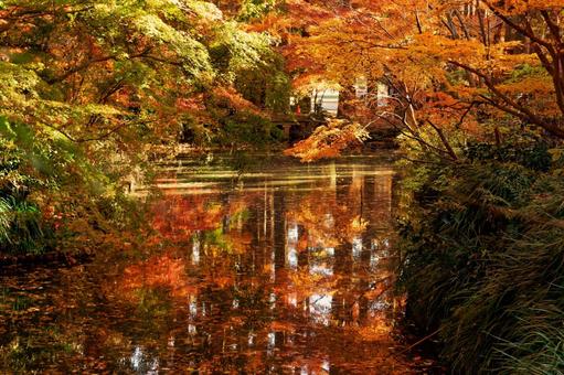 公園の紅葉 紅葉,秋,自然の写真素材