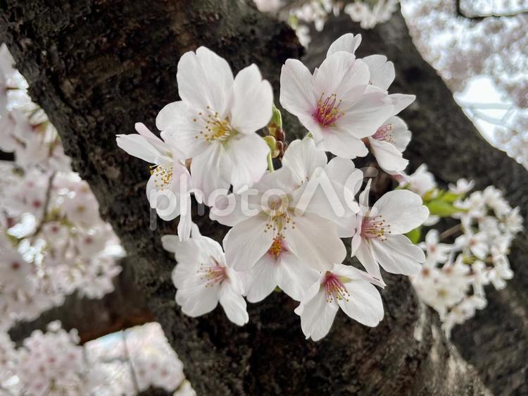 ソメイヨシノの桜の花 ソメイヨシノ,桜,サクラの写真素材
