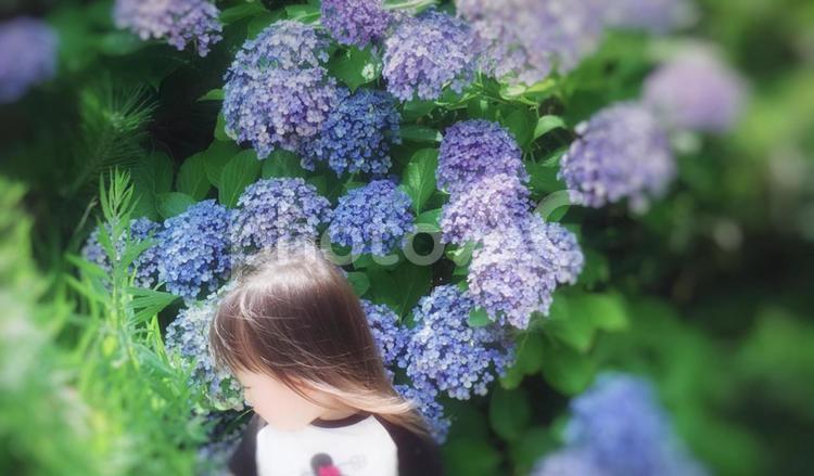 初夏の訪れ 女の子,幼児,アジサイの写真素材