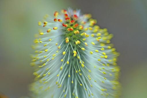 北国の春待つしるし、ネコヤナギ 北海道,北国,ネコヤナギの写真素材