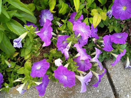花728 花728の写真