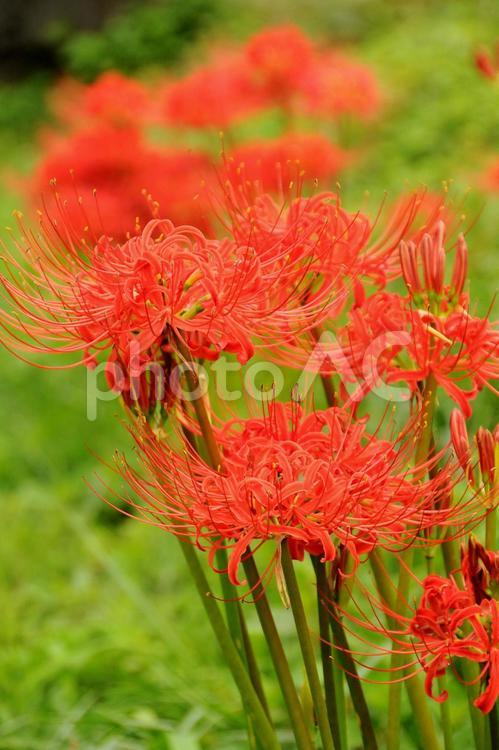彼岸花　曼珠沙華 土手,秋,赤いの写真素材