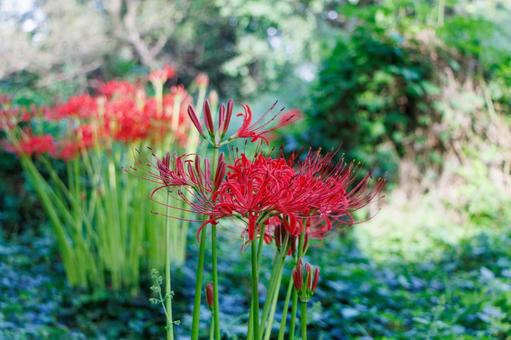 木陰で真っ赤な花を咲かせる曼珠沙華 木陰で真っ赤な花を咲かせる曼珠沙華の写真