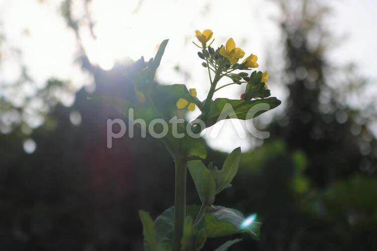 降り注ぐ光に照らされる 菜の花,自然,花の写真素材