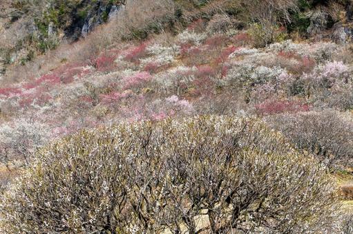 満開の紅梅と白梅 梅,迎春,梅の花の写真素材