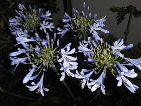 夜の花 夜の花の写真