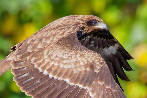 翼を広げて飛ぶトンビの若鳥 トビ,トンビ,鳶の写真素材