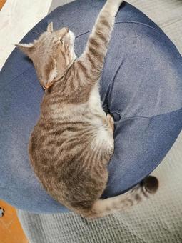 Photo, cat, sleep, relax, 