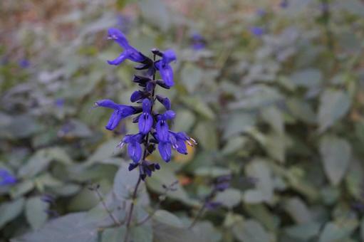 紫の花 紫の花の写真