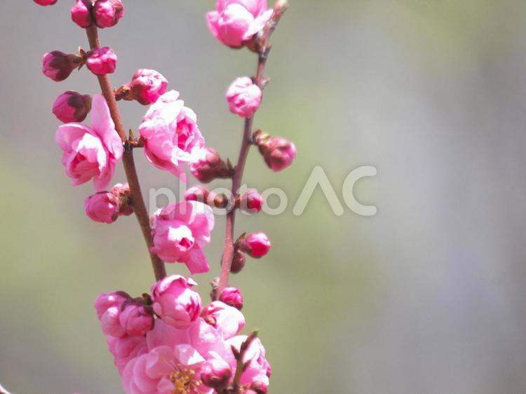 美しく咲き誇る梅の花 梅の花,咲く,迎春の写真素材