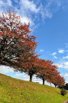 秋空 秋空,秋,散歩の写真素材