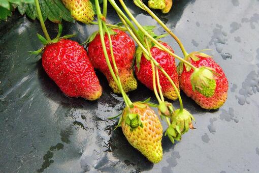いちご 植物,花,木の写真素材