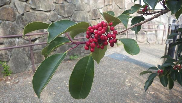 クロガネモチの実 クロガネモチ,木の実,赤の写真素材