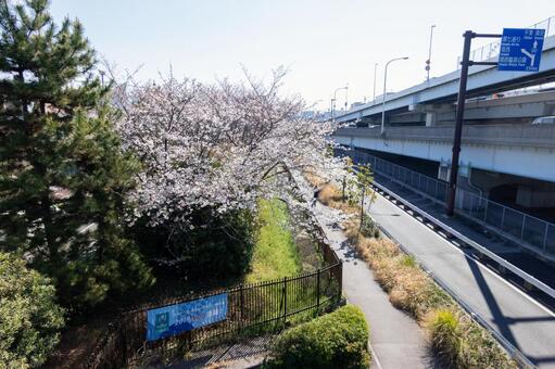 桜 桜の写真