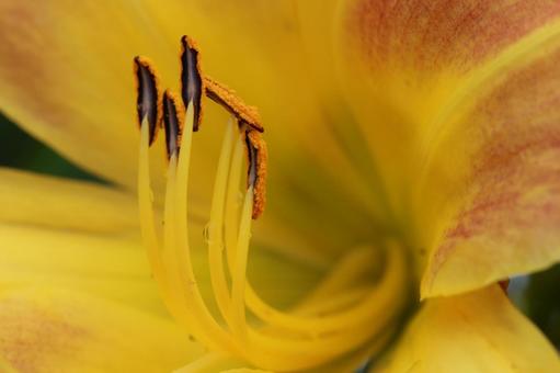 花弁 花弁,花粉,花の写真素材