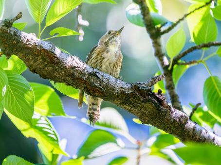 木にとまるコゲラ 木にとまるコゲラ コゲラ,キツツキ,野鳥の写真素材