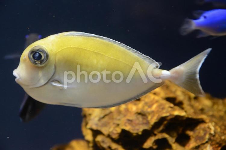 ヒメテングハギ　幼魚 ヒメテングハギ,魚,テングハギの写真素材