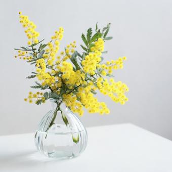 ミモザ ミモザ ミモザ,春,春の花の写真素材