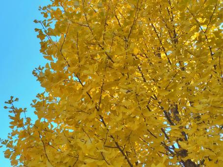 黄葉したイチョウ_9 いちょう,黄葉,秋の写真素材