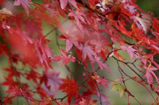 赤い紅葉 赤い紅葉の写真