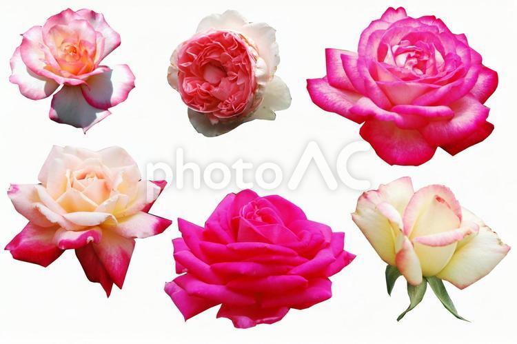バラ　薔薇　ローズ【切り抜き 白抜き】 植物,花,フラワーの写真素材