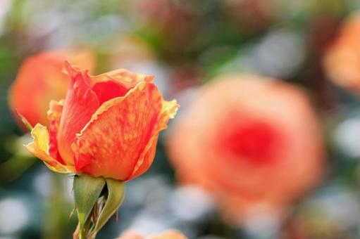 薔薇 薔薇の写真