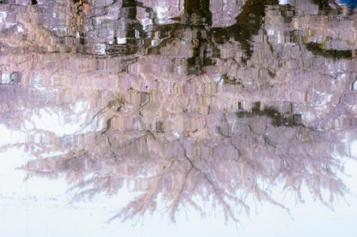 水面に反射する桜 水面に反射する桜の写真